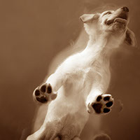 Bilbo le chien